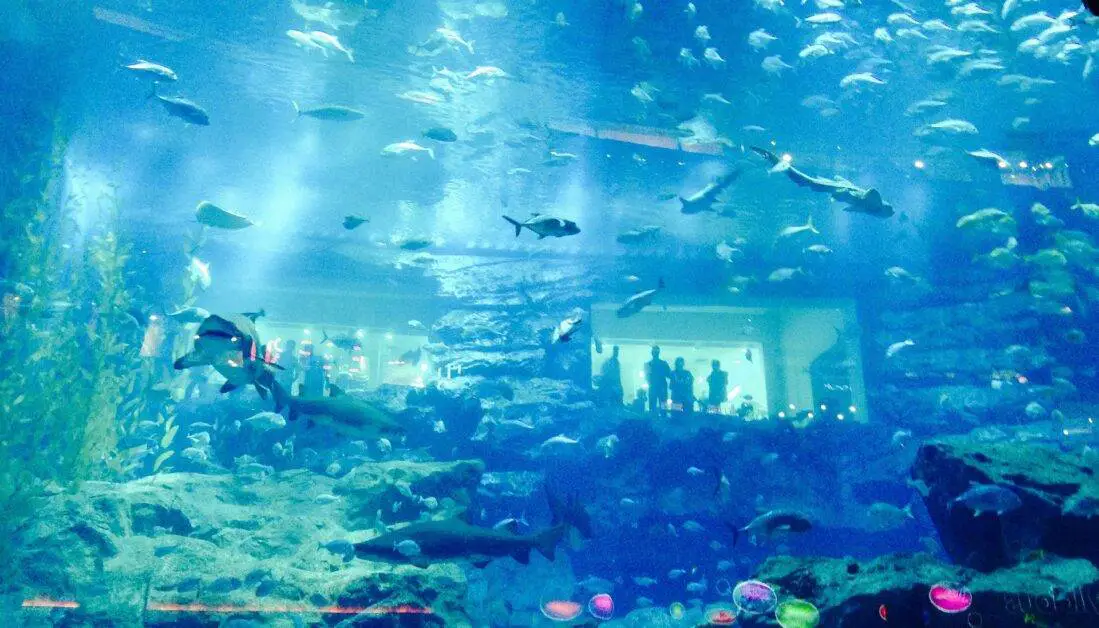 dubai underwater aquarium aviatech channel