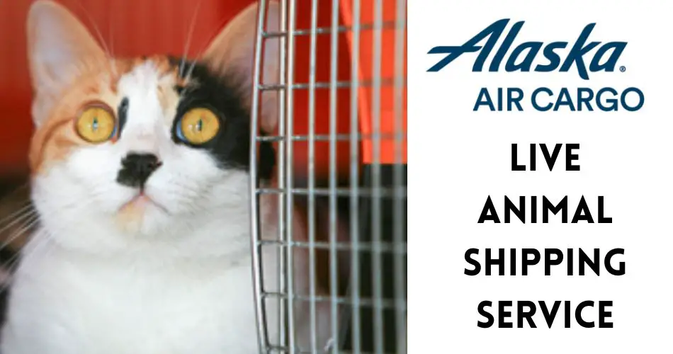 alaska air pet connect live animal shipping aviatechchannel
