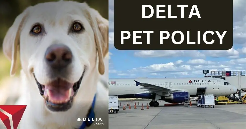 Is Delta Strict With Pets? (Latest Information On Delta Pet Policy 2023)