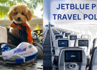 explore-latest-jetblue-pet-policy-aviatechchannel