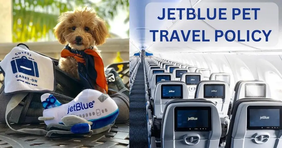 How Strict Is JetBlue Pet Policy? (Fly Your Pets Safely In 2023) | AviaTech  Channel