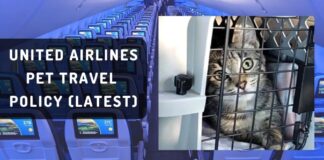 explore-latest-united-airlines-pet-travel-policy-aviatechchannel