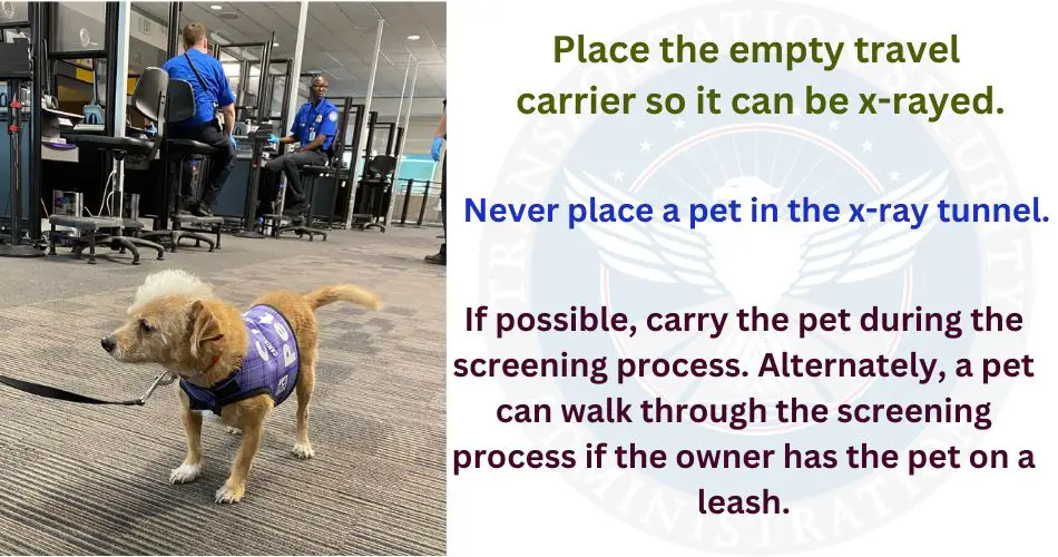how-strict-is-jetblue-pet-policy-tsa-requirements-aviatechchannel