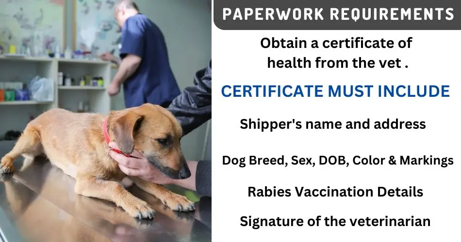 jetblue-pet-health-certificate-requirements-aviatechchannel