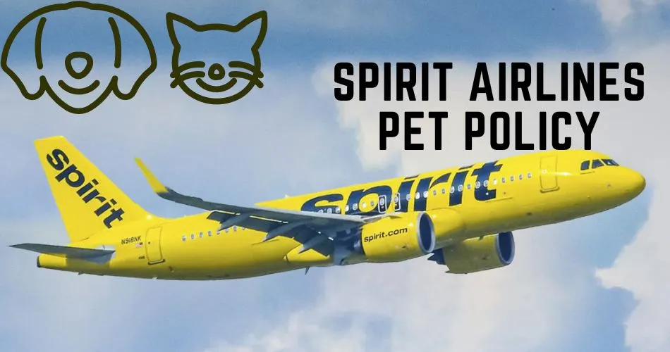 does spirit airlines allow dogs in cabin