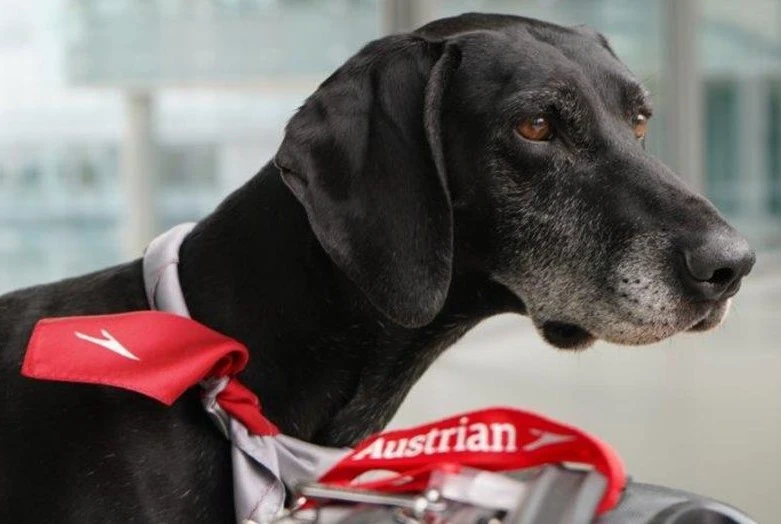 austrian airlines pet policy aviatechchannel